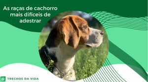 As raças de cachorro mais difíceis de adestrar