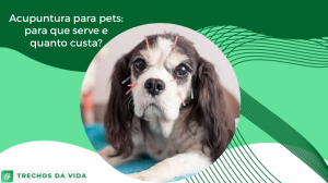 Acupuntura para pets: para que serve e quanto custa?