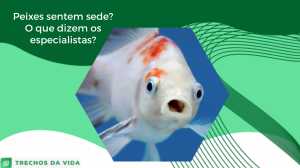 Os peixes sentem sede? O que dizem os especialistas?
