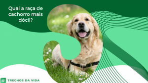 Qual a raça de cachorro mais dócil?