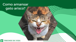 Como amansar gato arisco?