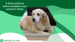 5 dicas práticas sobre cuidados com cachorro idoso