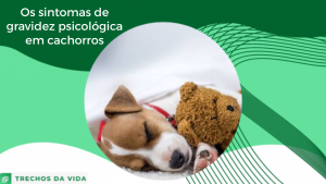 Os sintomas de gravidez psicológica em cachorros
