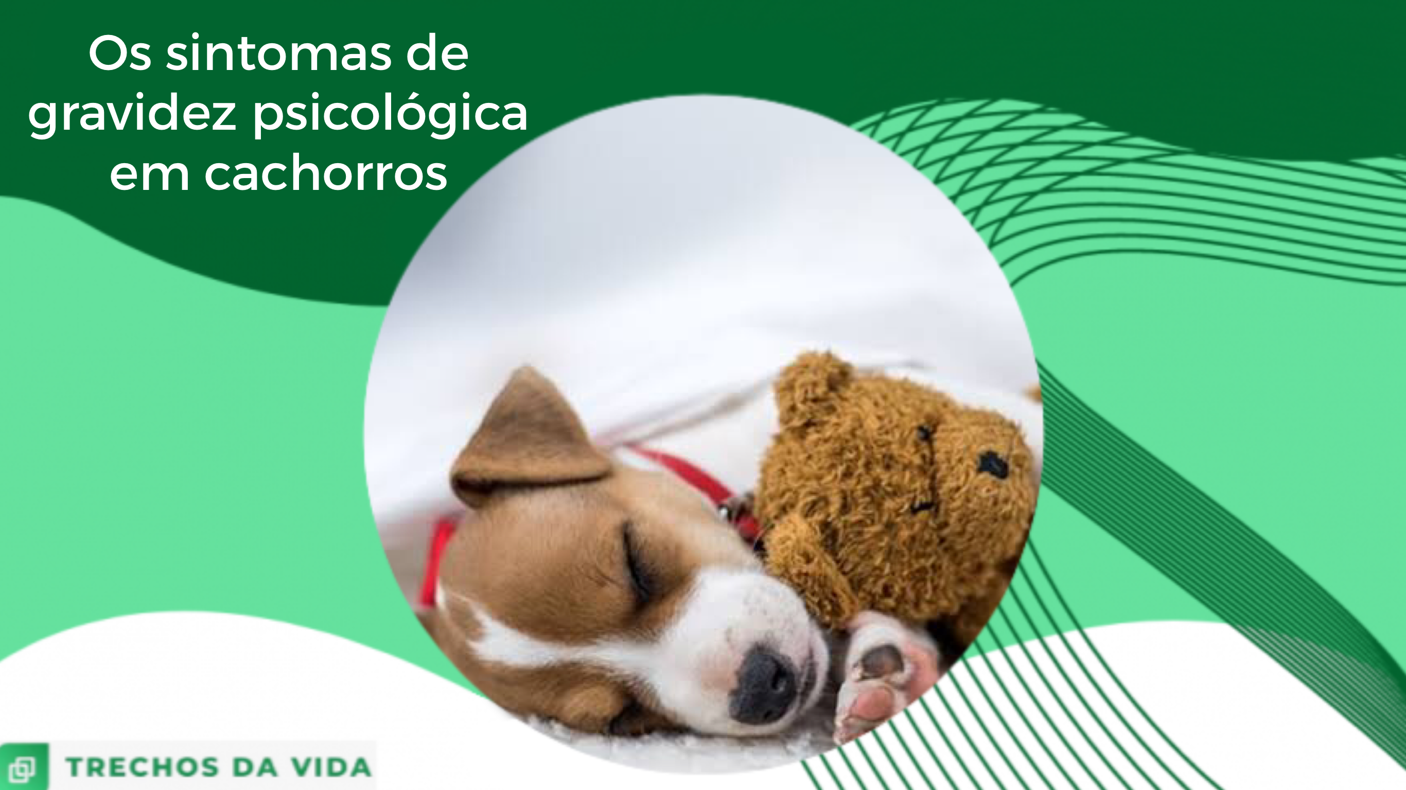 Os sintomas de gravidez psicológica em cachorros