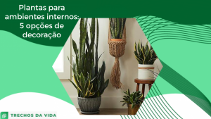 Plantas para ambientes internos: 5 opções de decoração