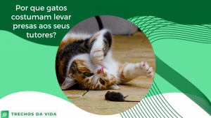 Por que gatos costumam levar presas aos seus tutores?