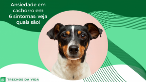 Ansiedade em cachorro em 6 sintomas: veja quais são!