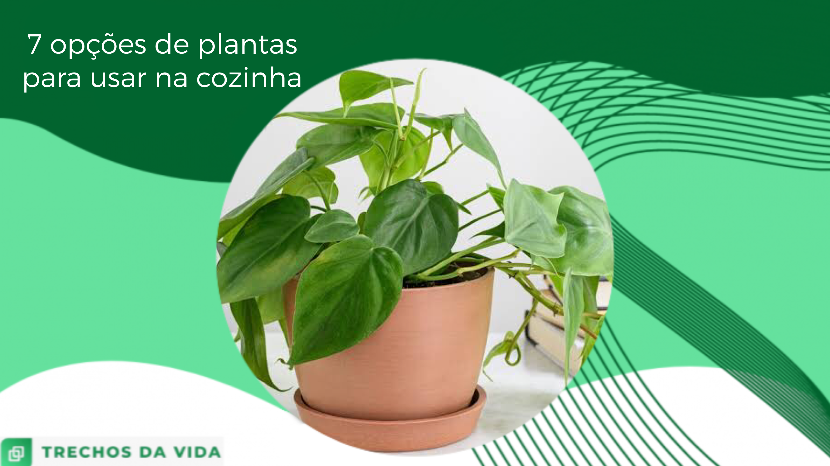7 opções de plantas para usar na cozinha