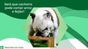 Será que cachorro pode comer arroz e feijão?