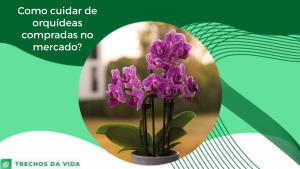 Como cuidar de orquídeas compradas no mercado?