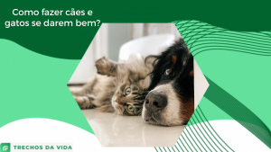 Como fazer cães e gatos se darem bem?
