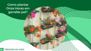 Como plantar Onze Horas em garrafas pet?