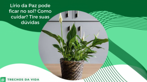 Lírio da Paz pode ficar no sol? Como cuidar? Tire suas dúvidas