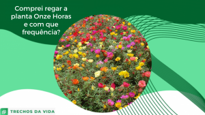 Como regar a planta Onze Horas e com que frequência?