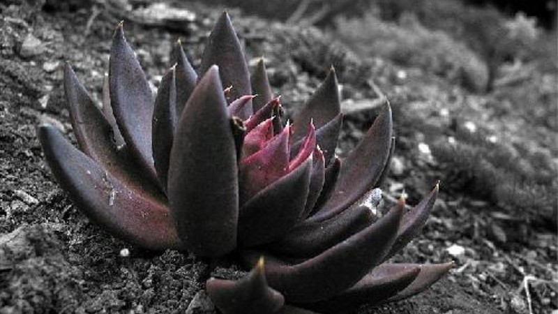 curiosidade da flor de lótus negra