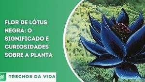 Flor de Lótus Negra: o significado e curiosidades sobre a planta