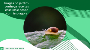 Pragas no jardim: conheça receitas caseiras e acabe com isso agora