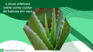 4 dicas infalíveis sobre como cuidar de babosa em vaso