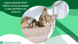 Gatos sentem frio? Saiba como proteger o seu bichano no inverno