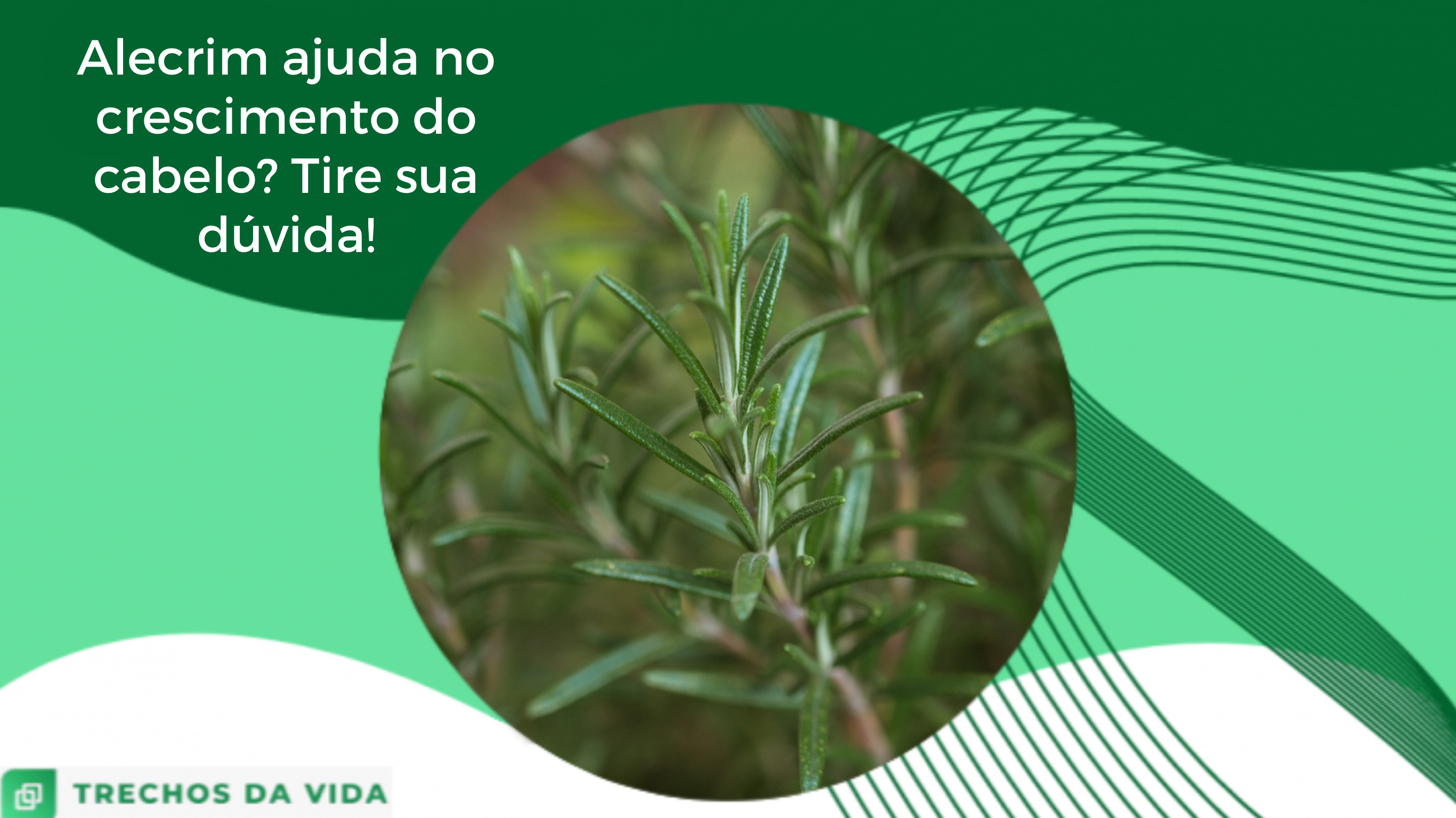 Alecrim ajuda no crescimento do cabelo? Tire a sua dúvida!