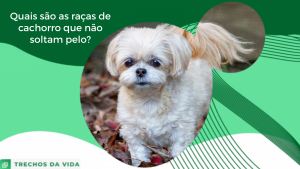 Quais são as raças de cachorro que não soltam pelo?