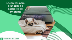 4 técnicas para tirar odor de cachorro do ambiente