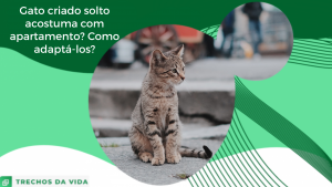 Gato criado solto acostuma com apartamento? Como adaptá-los?