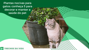 Plantas nocivas para gatos: Veja como manter a saúde do PET