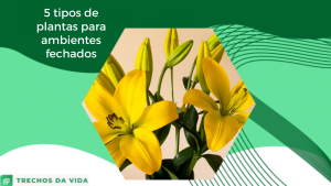 5 tipos de plantas para ambientes fechados