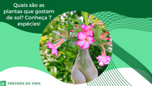 Quais são as plantas que gostam de sol? Conheça 7 espécies!