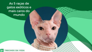 As 5 raças de gatos exóticos e mais caros do mundo