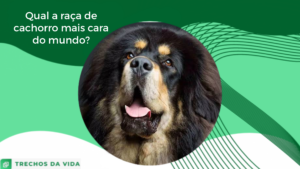 Qual a raça de cachorro mais cara do mundo?