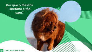 Por que o Mastim Tibetano é tão caro?