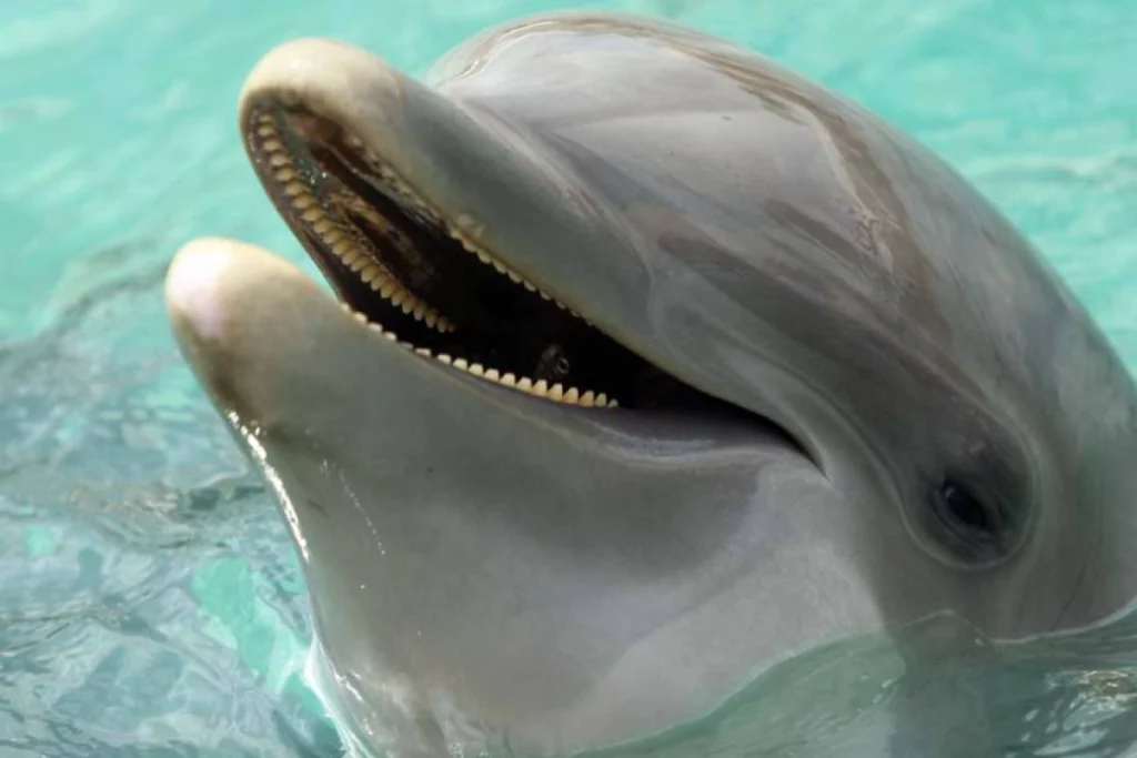 golfinhos chapados