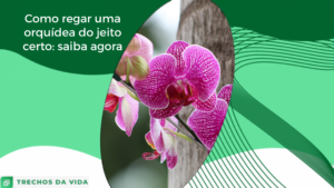 Como regar uma orquídea do jeito certo: saiba agora