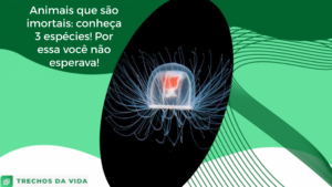 Animais que são imortais: conheça 3 espécies! Por essa você não esperava!