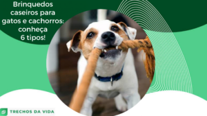 Brinquedos caseiros para gatos e cachorros: conheça 6 tipos!