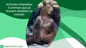 Animais chapados: 3 animais que já ficaram doidões no mundo