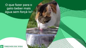 O que fazer para o gato beber mais água sem forçá-lo?