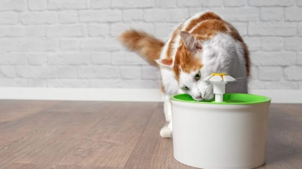 o que fazer para o gato beber mais água?