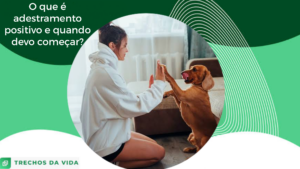 O que é adestramento positivo e quando devo começar?