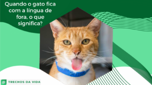 Quando o gato fica com a língua de fora, o que significa?