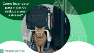 Como levar gato para viajar de ônibus e sem estresse?