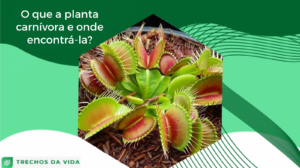 O que a planta carnívora come e onde encontrá-la?