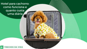 Hotel para cachorro: como funciona e quanto custa uma diária?