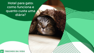 Hotel para gatos: como funciona e quanto custa uma diária?