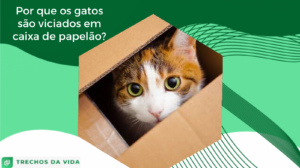 Por que os gatos são viciados em caixa de papelão?