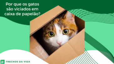 por que os gatos são viciados em caixa de papelão