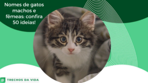 Nomes para gatos machos e fêmeas: confira 50 ideias!