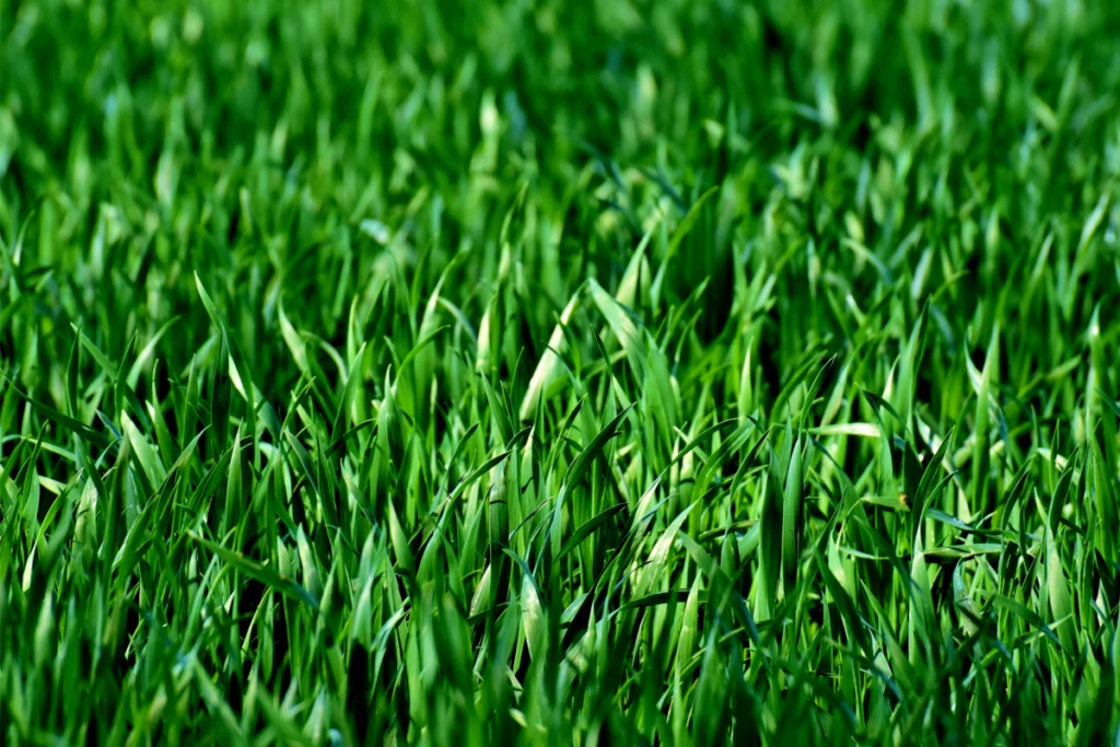 Os tipos de grama e as melhores opções para pôr no quintal